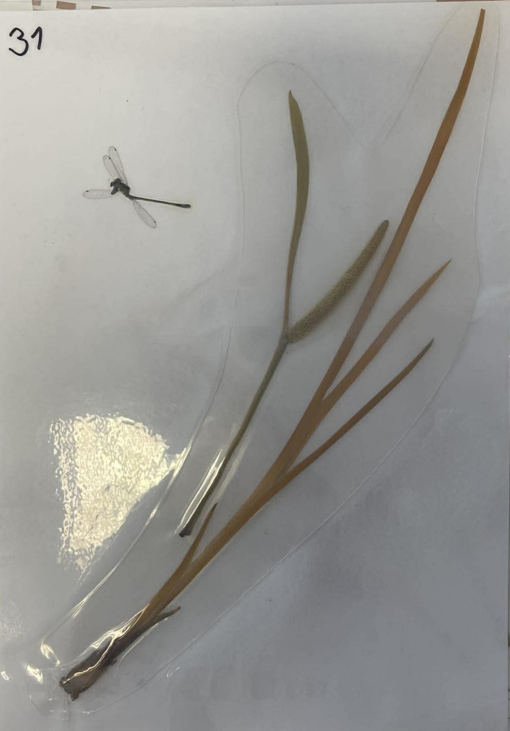 Rastlina Acorus calamus